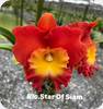 Rlc. Star of Siam